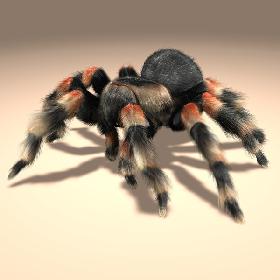 Tarantula (ANIMATED) (FUR)